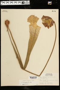 Sarracenia leucophylla image