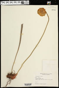 Sarracenia flava image