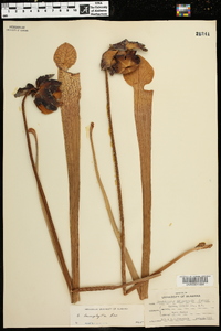 Sarracenia leucophylla image