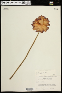 Sarracenia leucophylla image