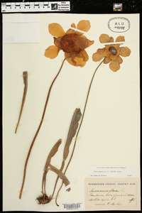 Sarracenia alata image