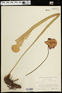 Sarracenia leucophylla image