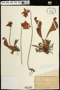 Sarracenia psittacina image