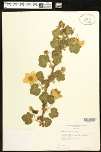 Rubus deliciosus image