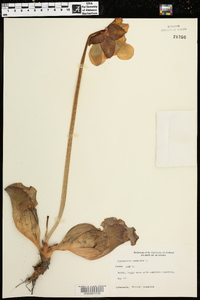 Sarracenia purpurea image