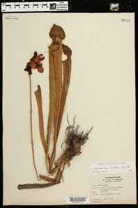 Sarracenia rubra image