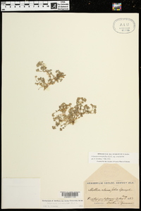 Polycarpon tetraphyllum subsp. tetraphyllum image