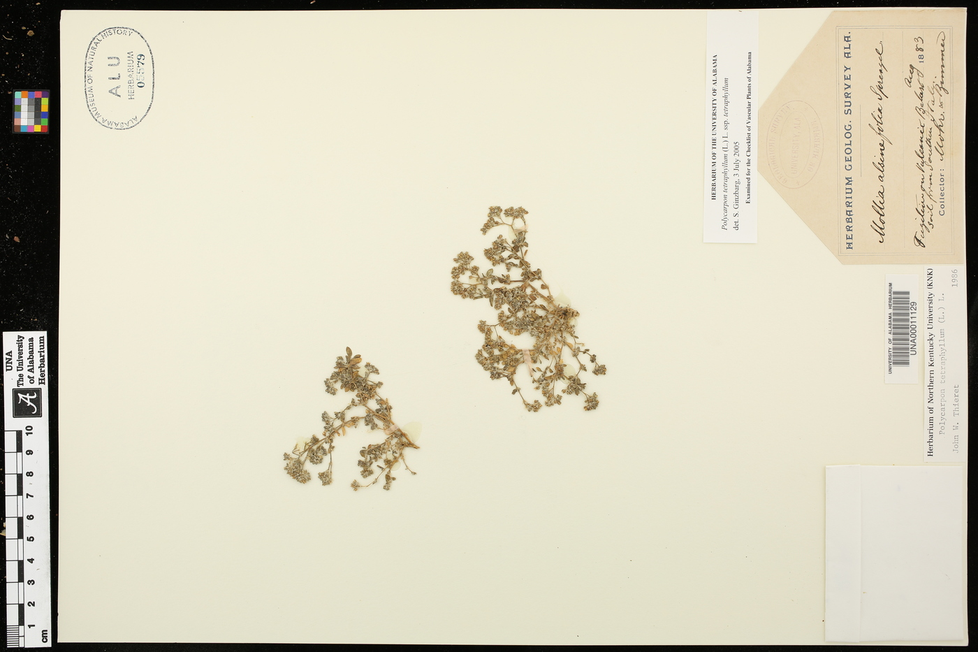 Polycarpon image