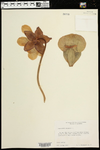 Sarracenia purpurea image