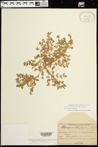 Polycarpon tetraphyllum subsp. tetraphyllum image