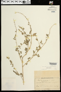 Atriplex patula image