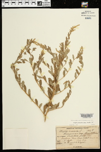 Atriplex pentandra image