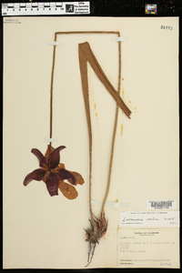 Sarracenia rubra image