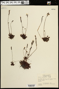 Drosera capillaris image