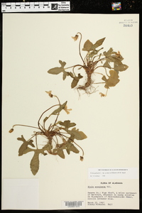 Viola palmata image