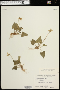 Viola cucullata image