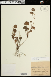 Viola walteri image