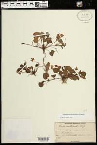 Viola walteri image