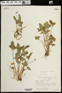 Viola palmata image