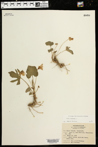 Viola palmata image