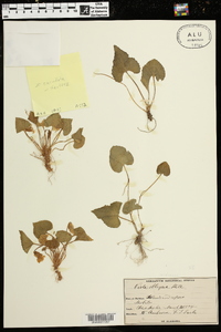 Viola cucullata image