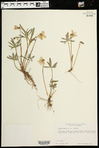 Viola palmata image