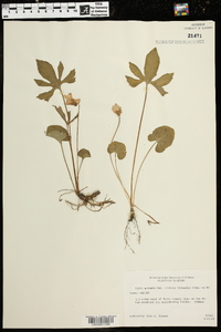 Viola palmata var. triloba image