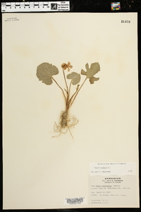 Viola palmata image