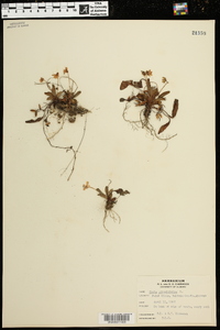 Viola primulifolia image