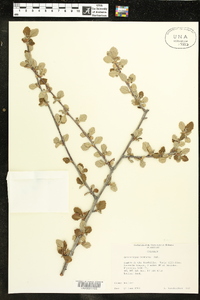 Cercocarpus montanus image