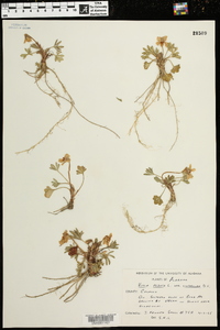 Viola pedata var. lineariloba image