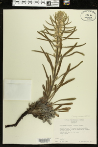 Oreocarya virgata image