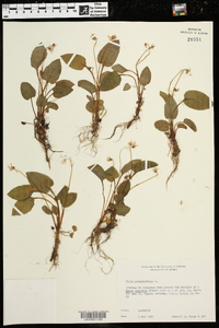 Viola primulifolia image