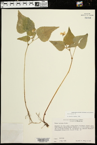 Viola tenuipes image