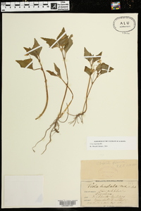 Viola glaberrima image