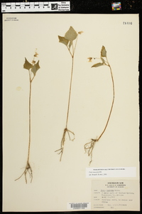 Viola tenuipes image