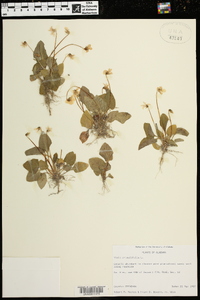 Viola primulifolia image