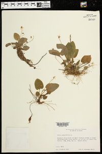 Viola primulifolia image