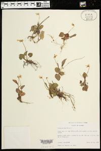 Viola primulifolia image