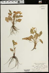 Viola septemloba image