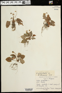 Viola primulifolia image