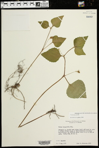 Viola tenuipes image