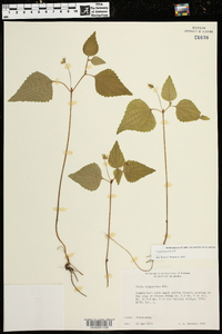 Viola tenuipes image