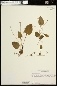 Viola primulifolia image