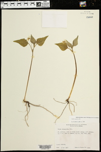 Viola tenuipes image