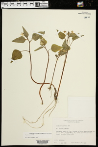 Viola tenuipes image