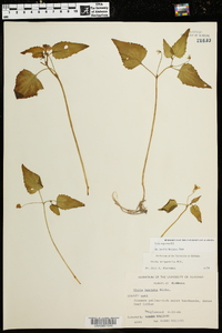 Viola tenuipes image