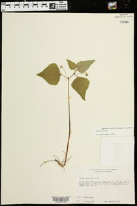 Viola tenuipes image