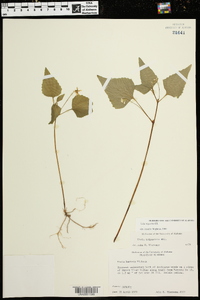 Viola tenuipes image