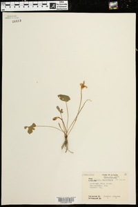 Viola septemloba image